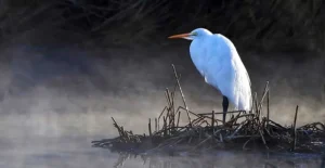 5 BEST places to go Birding in Gila County