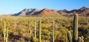 Sonoran Desert in Gila County, Arizona